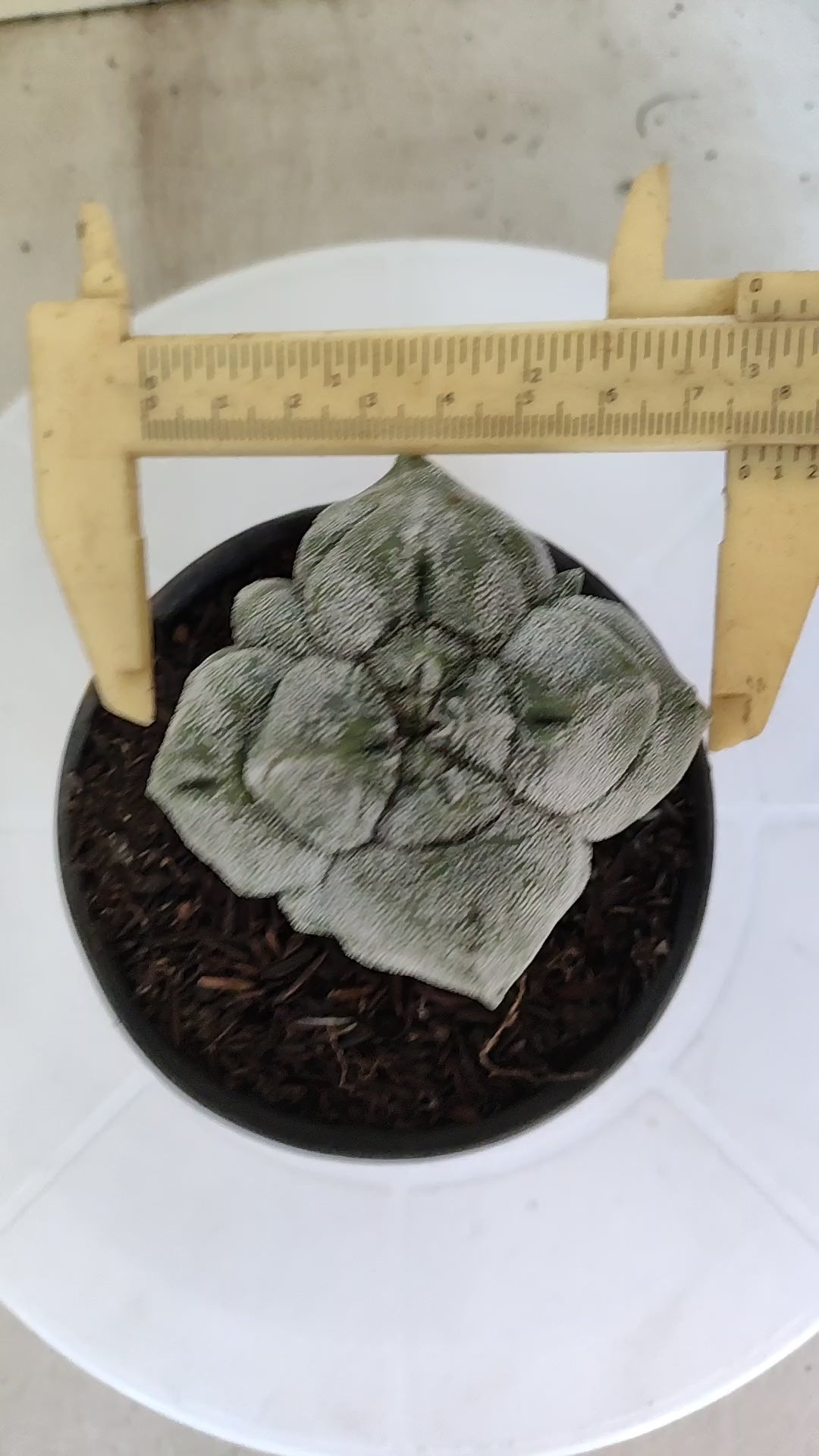MATRIZ ASTROPHYTUM cv KIKKO "4 QUINAS"  Nº 1150 – vaso 11
