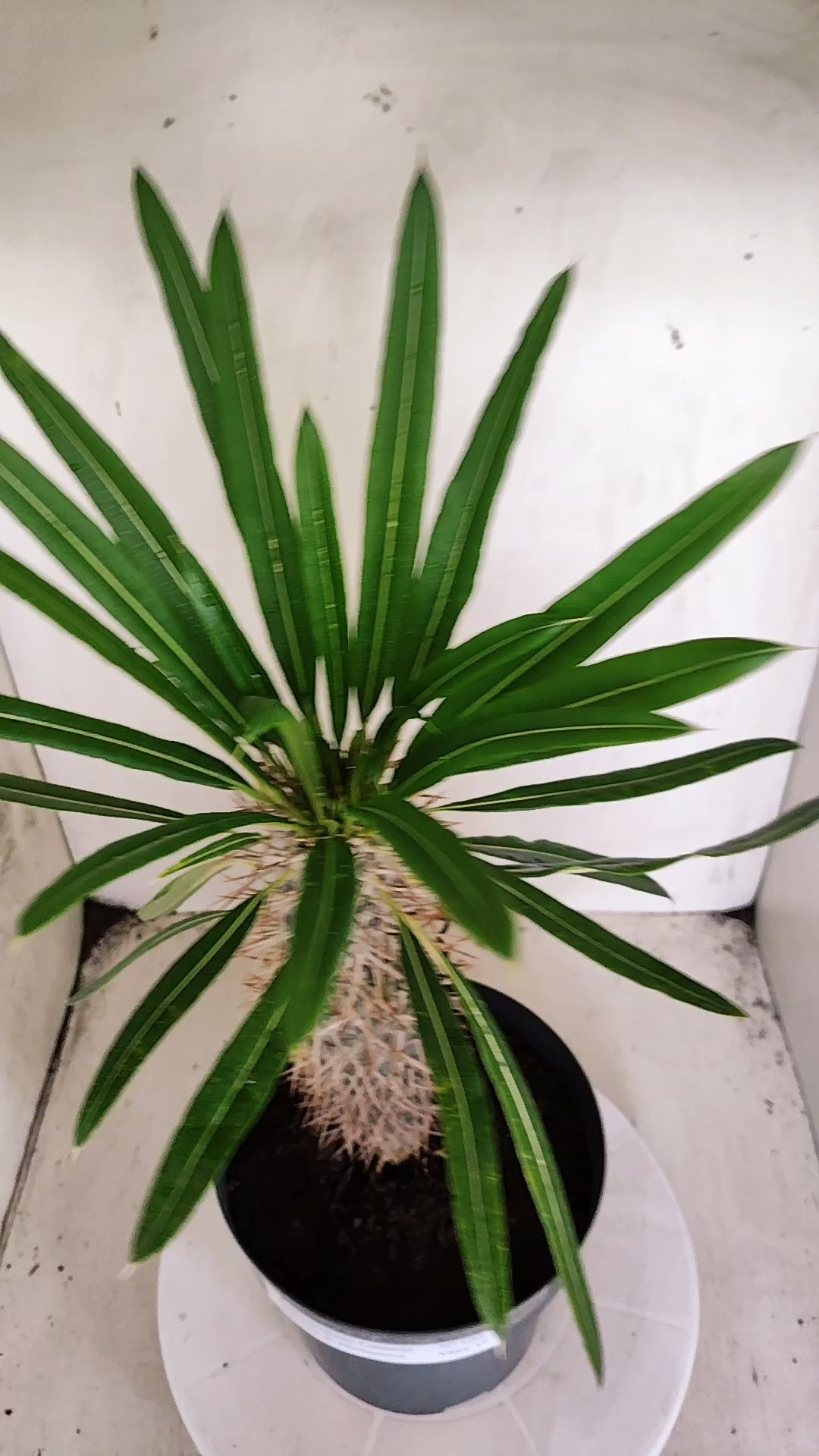 Pachypodium Lamerei "Palmeira de Madagascar" - Nº 102 - vaso 17 (Cópia)