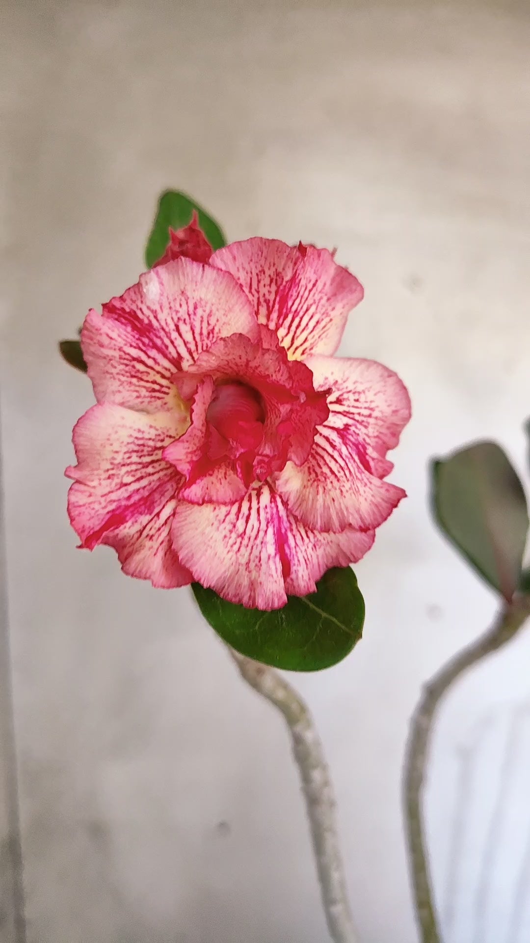 Planta Dobrada 3986 – 40cm – 03 anos