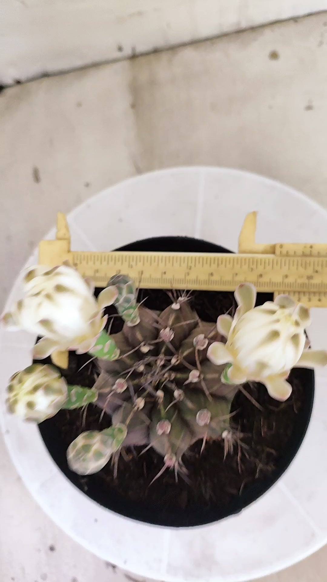 GYMNOCALYCIUM Mihanovichii Variegata Nº 1689 – vaso 15