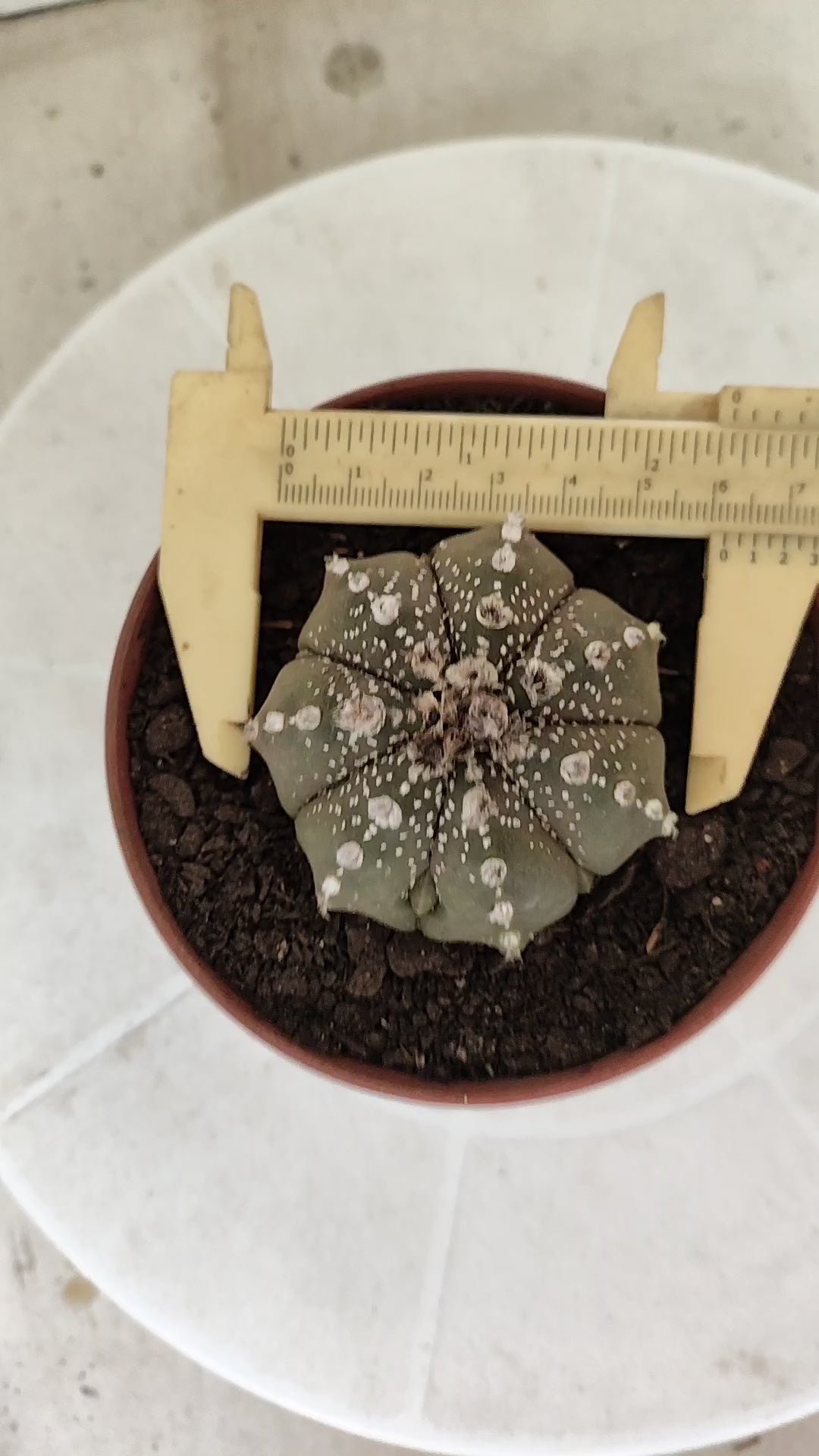 ASTROPHYTUM ASTERIAS Super Kabuto “Purple”  Nº 1816 – vaso 11