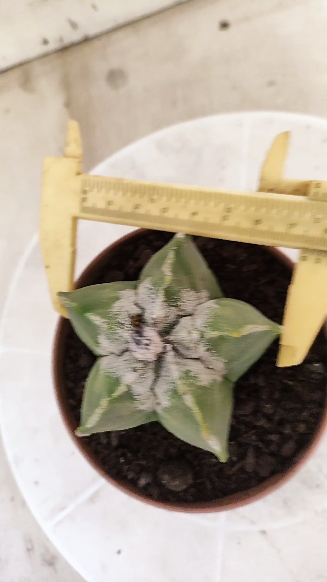 ASTROPHYTUM Myriostigma  Nº 1852 – vaso 11