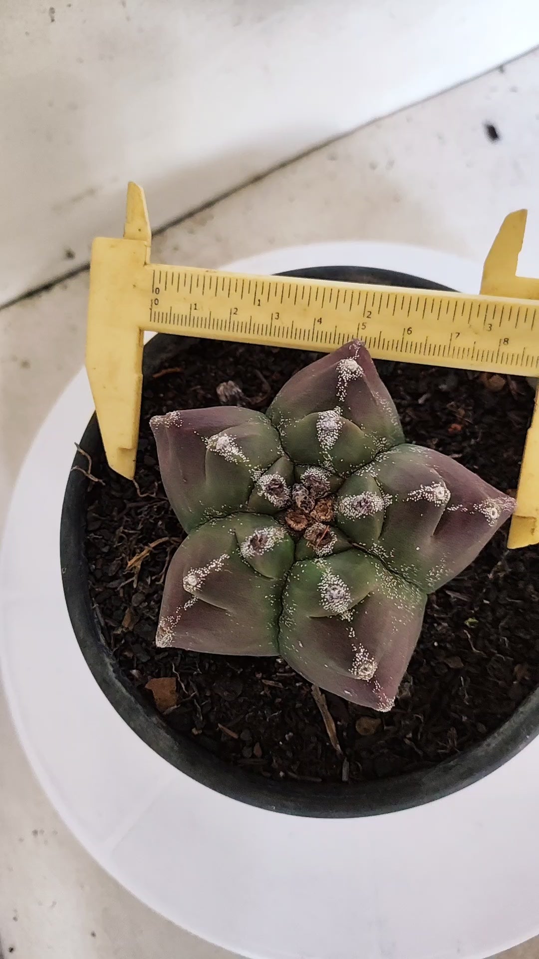 ASTROPHYTUM cv KIKKO Nº 1140  - vaso 15
