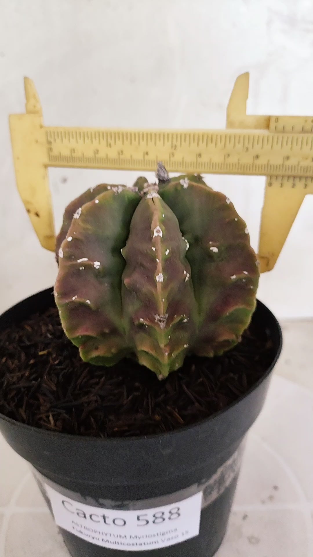 MATRIZ ASTROPHYTUM cv KIKKO "Fukuryu" - Multicostatum  Nº 588 – vaso 15