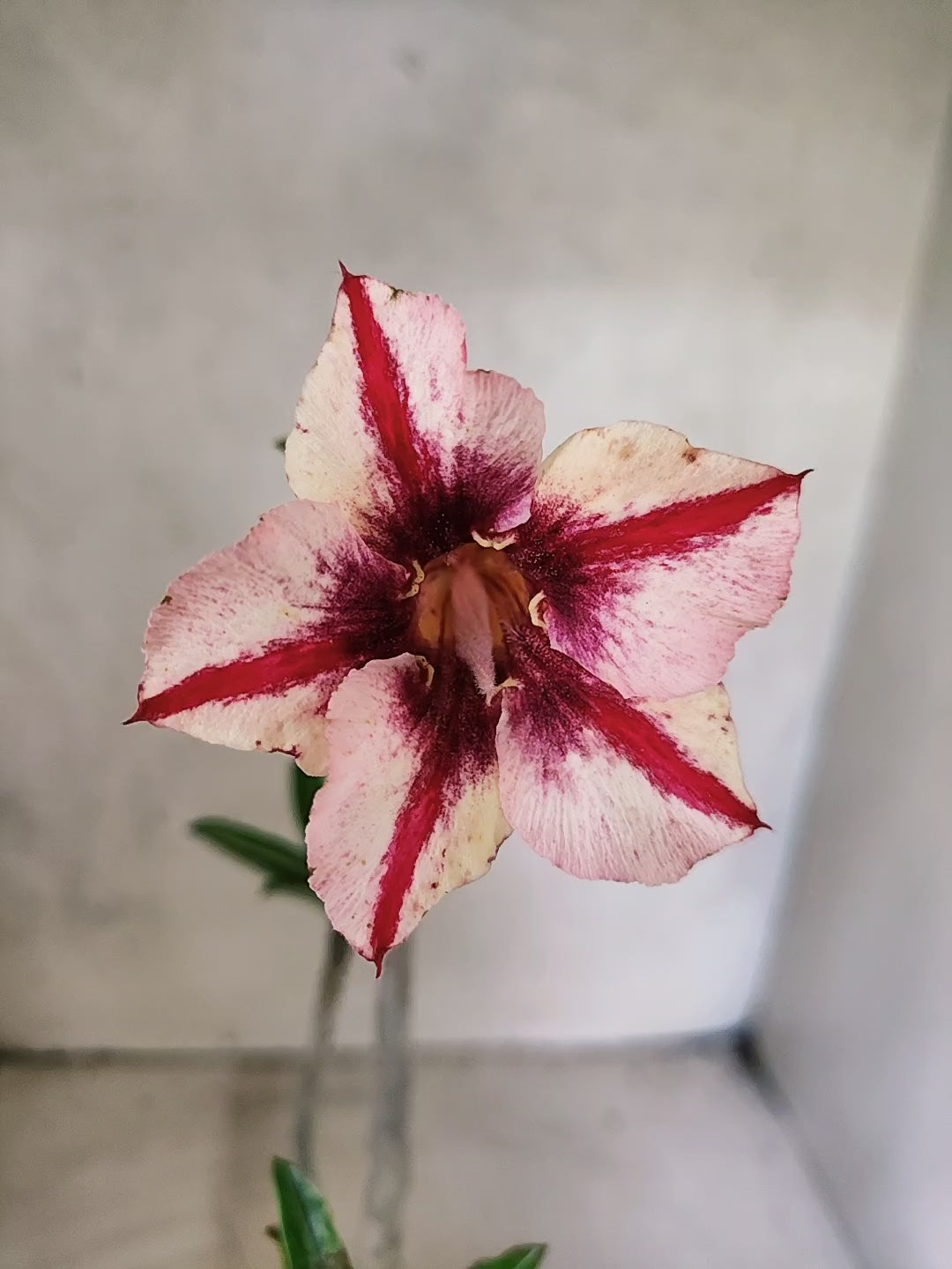 Planta Simples 3492 – 35cm – 03 anos