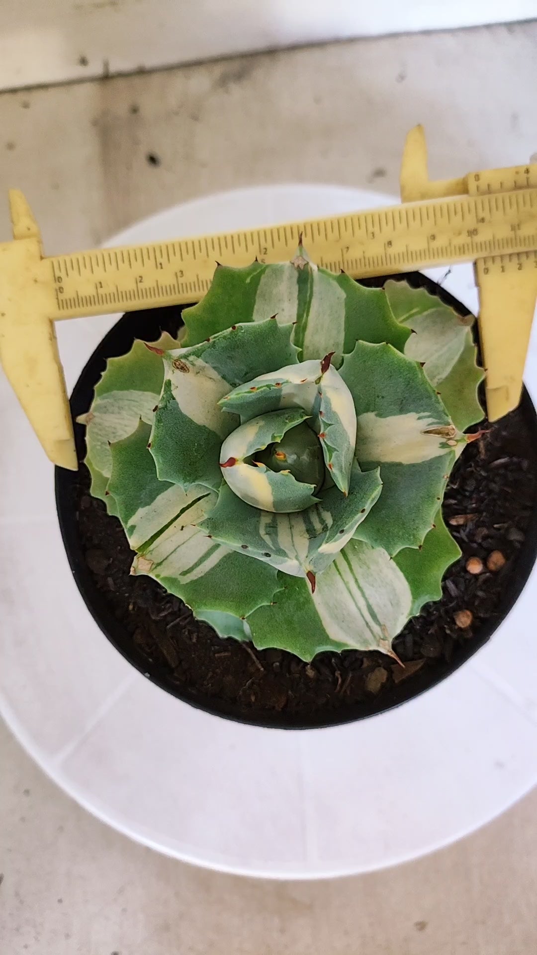 Suculenta AGAVE ISTHMENSIS 'OHI RAIJIN' VARIEGATA  Nº 20 - vaso 15