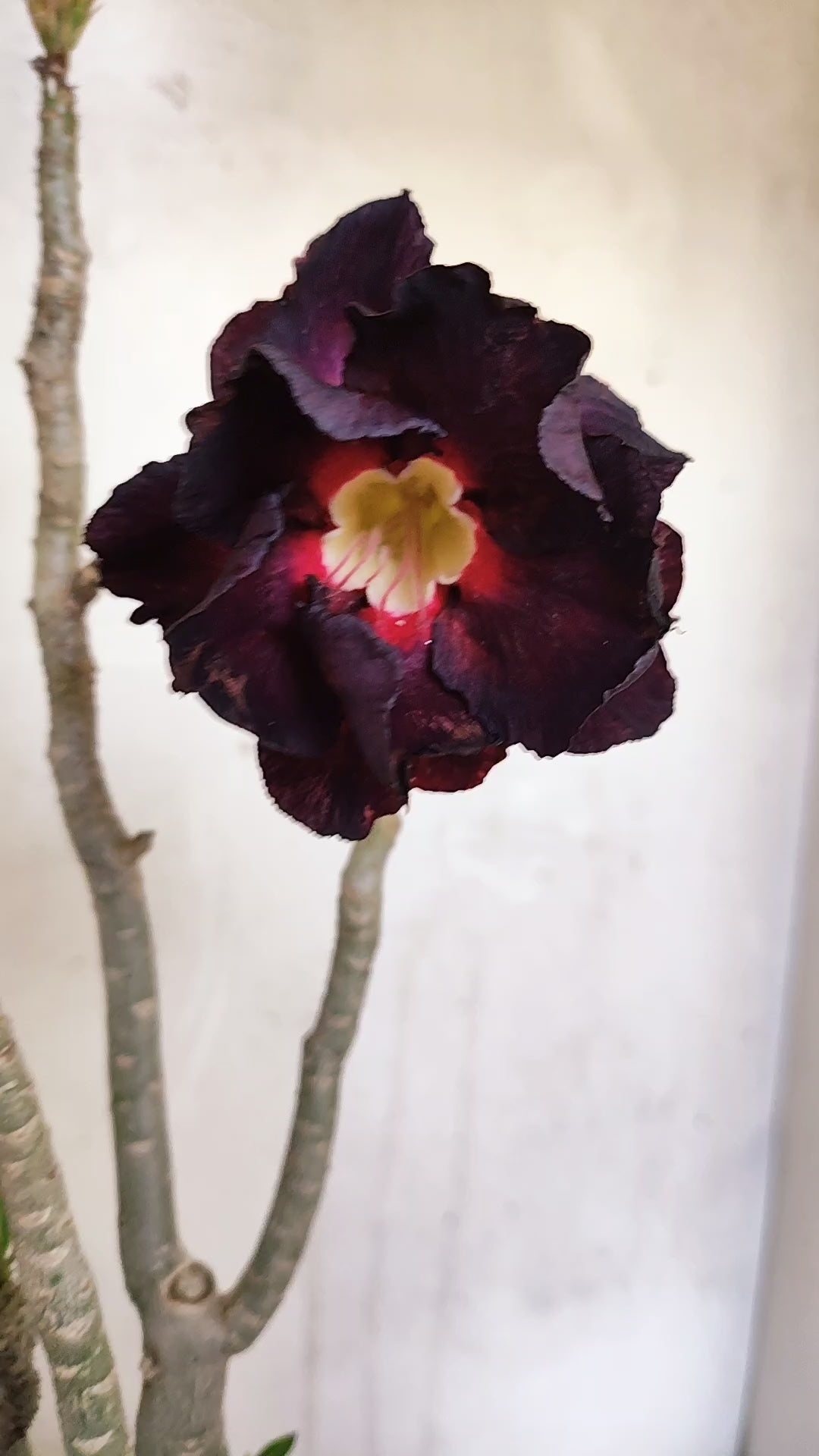 Planta Dobrada 3978 – 35cm – 03 anos