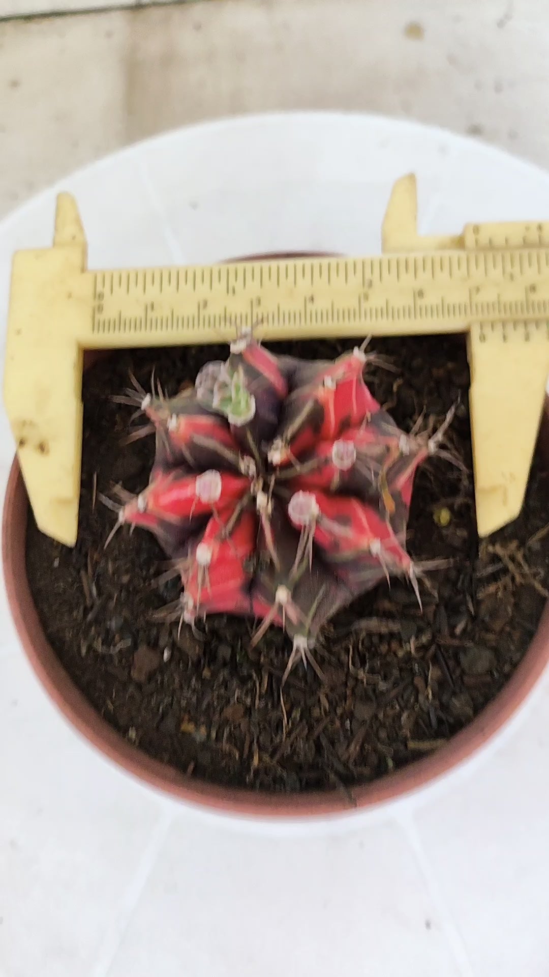 Matriz GYMNOCALYCIUM Mihanovichii Variegata Nº 1674 – vaso 11