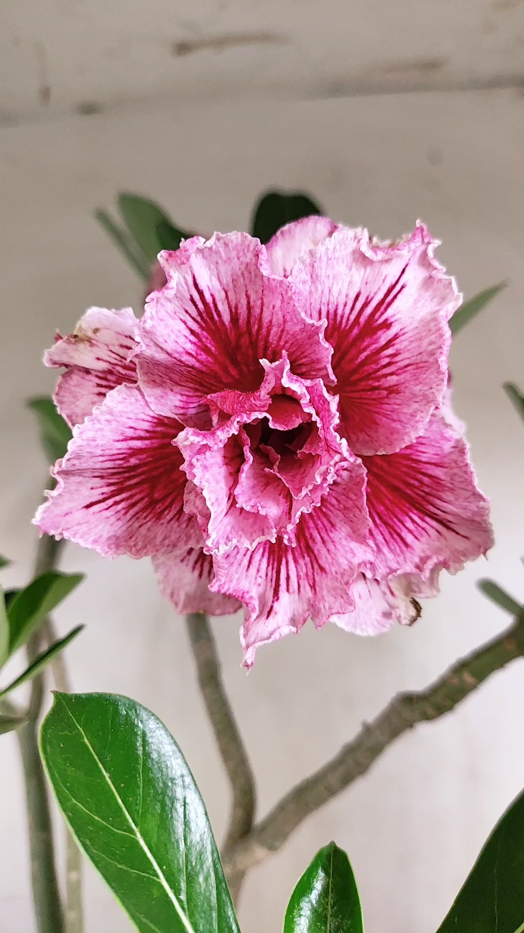 Planta Dobrada 4089 –  50cm – 04 anos - Vaso 20