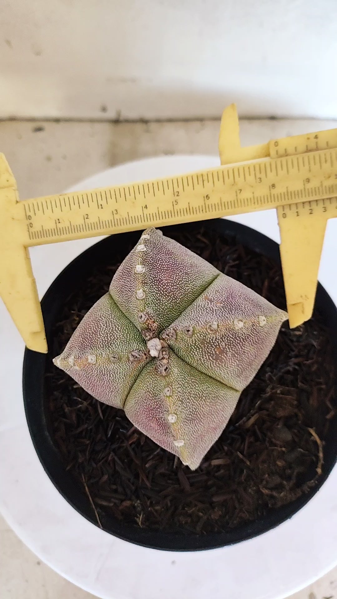 MATRIZ ASTROPHYTUM Myriostigma "4 QUINAS"  Nº  1500 – vaso 15