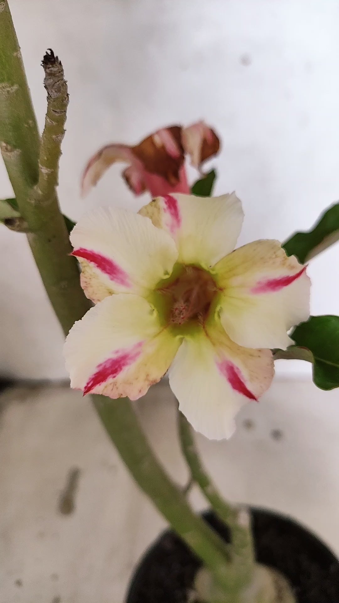 Planta Simples 3255 – 35cm – 03 anos