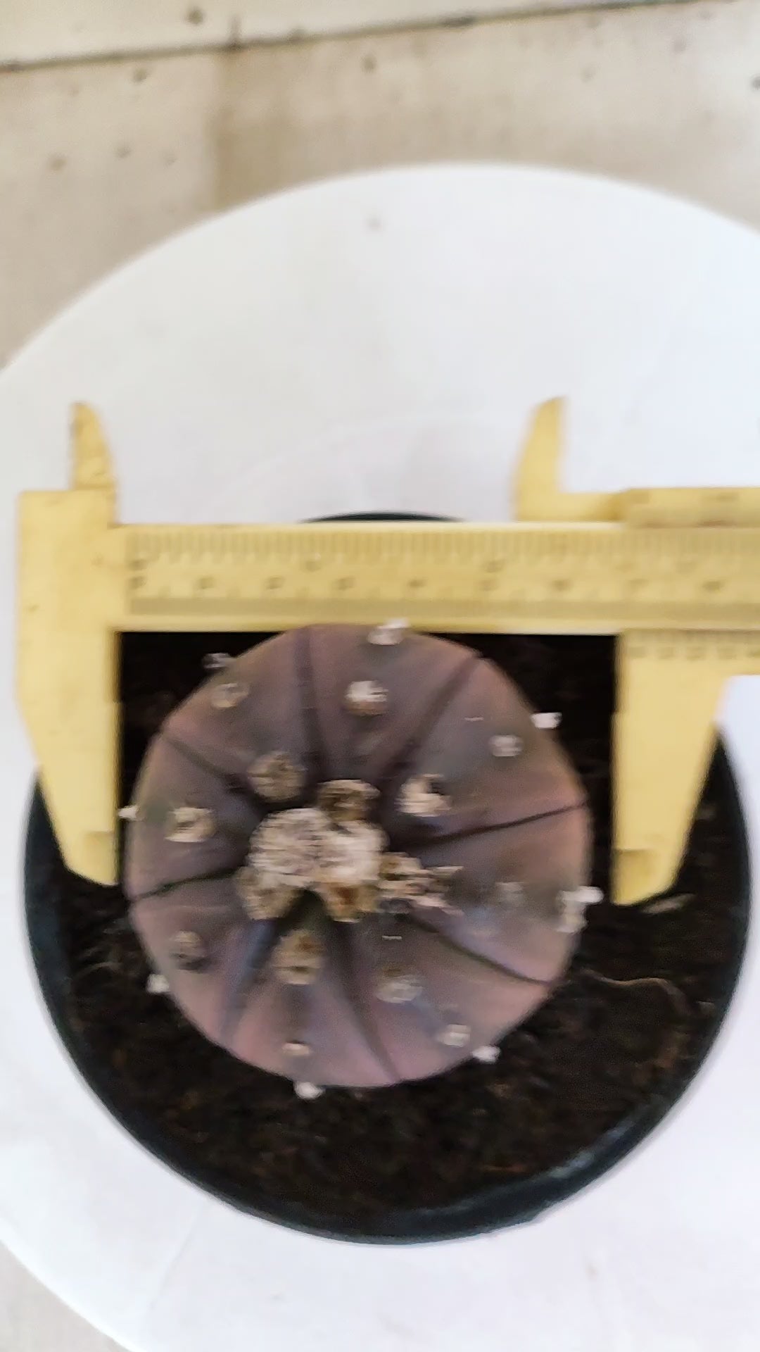 ASTROPHYTUM ASTERIAS “Purple”  Nº 1133 – vaso 11