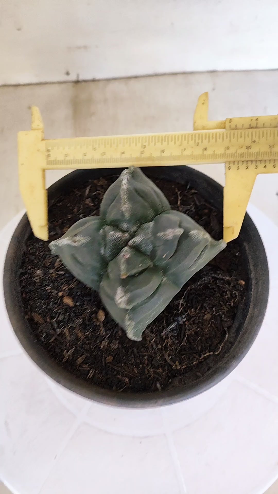 ASTROPHYTUM cv KIKKO "4 Quinas" Nº 1172 – vaso 15