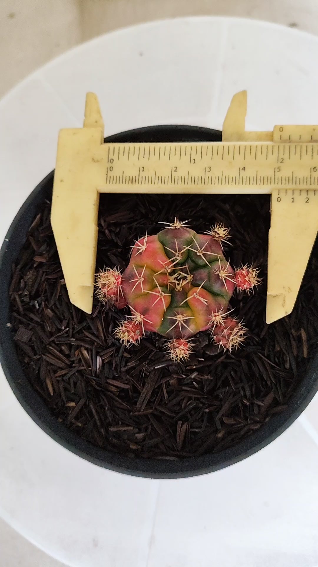 GYMNOCALYCIUM DAMSII Variegata Nº 1229 – vaso 11