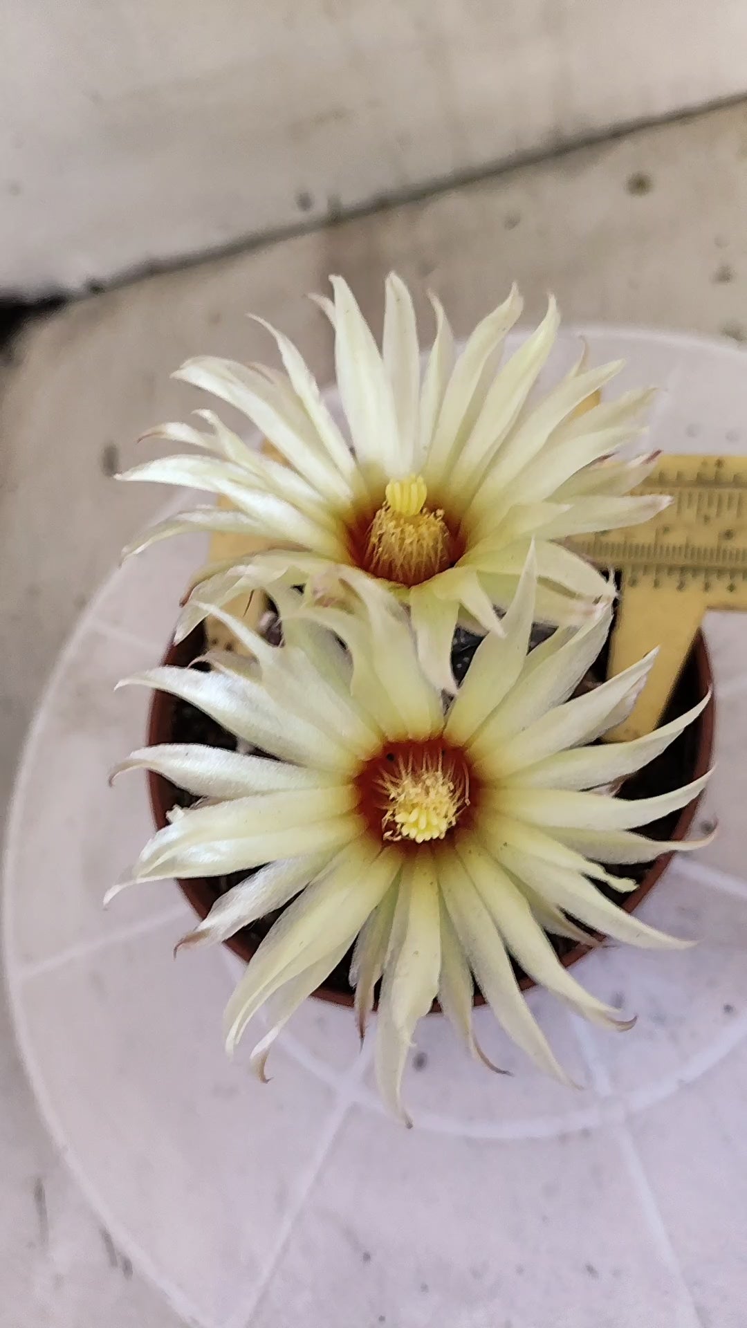 ASTROPHYTUM ASTERIAS “Purple”  Nº 1301 – vaso 11