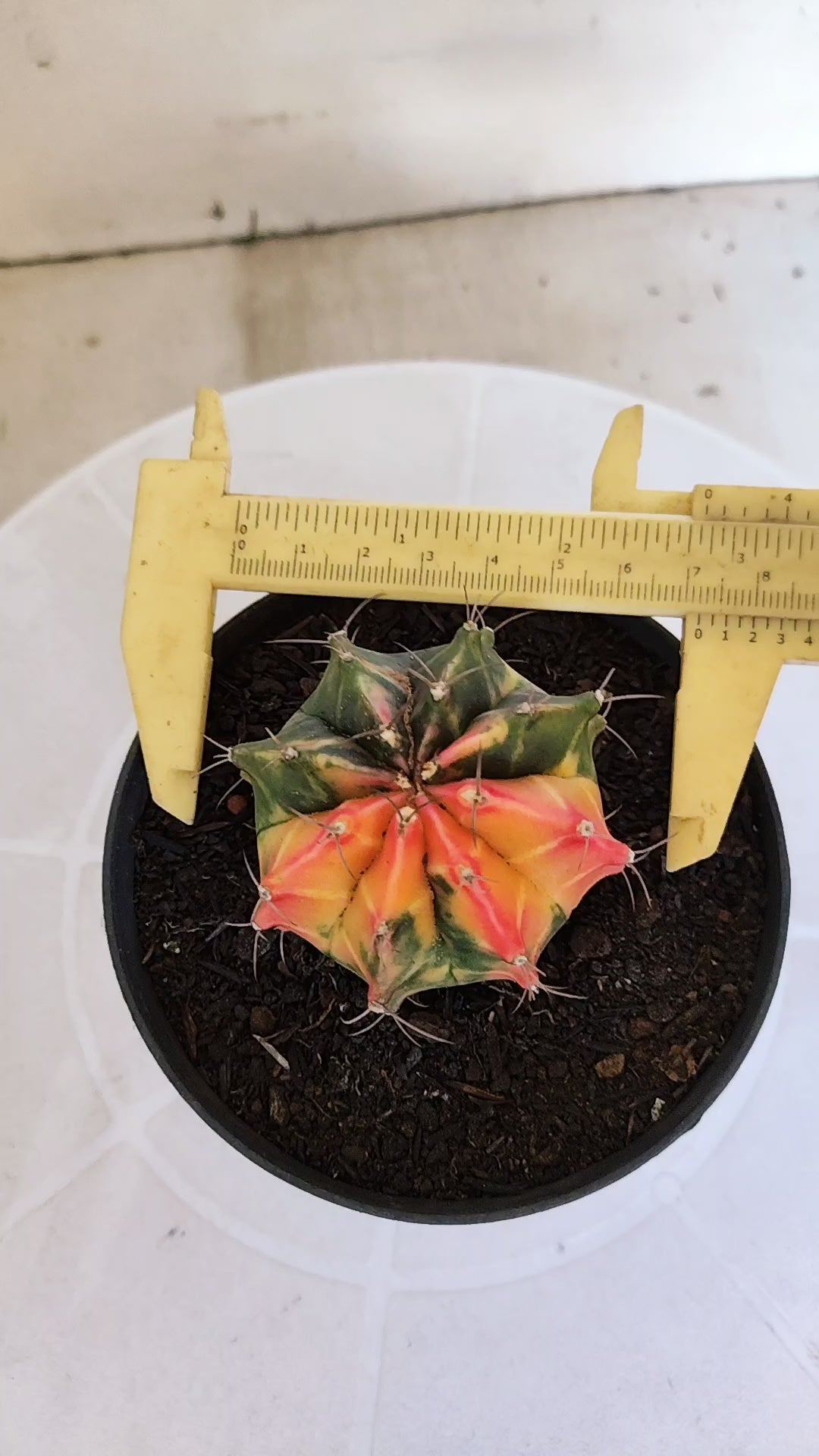 GYMNOCALYCIUM Mihanovichii Variegata Nº 1203 – vaso 11