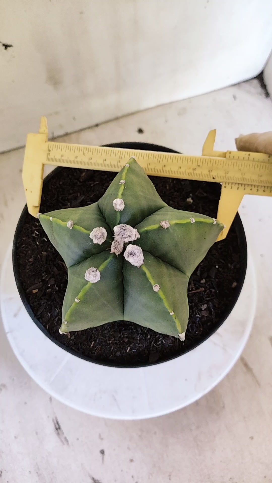 Matriz ASTROPHYTUM MYRIOSTIGMA "Variegata" Nº 701 – vaso 17