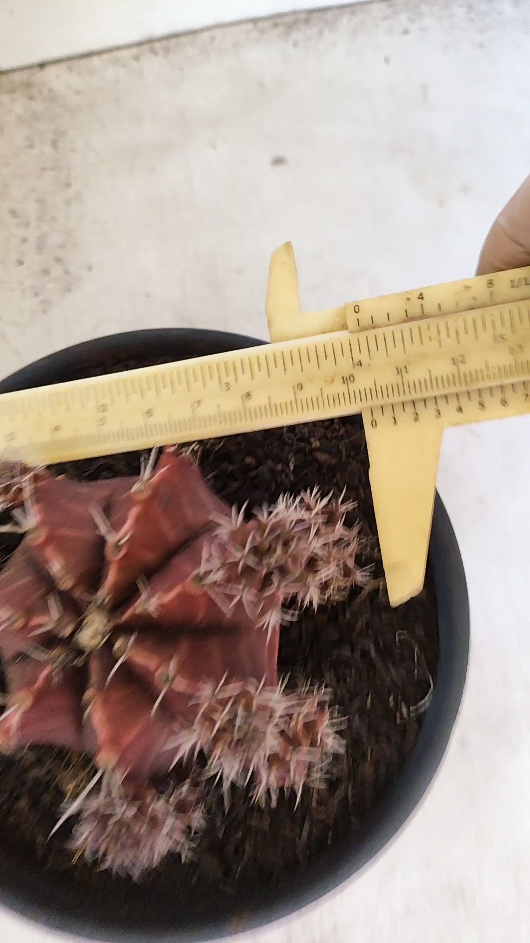 GYMNOCALYCIUM Mihanovichii Variegata "Colonia" Nº 150 – vaso 15