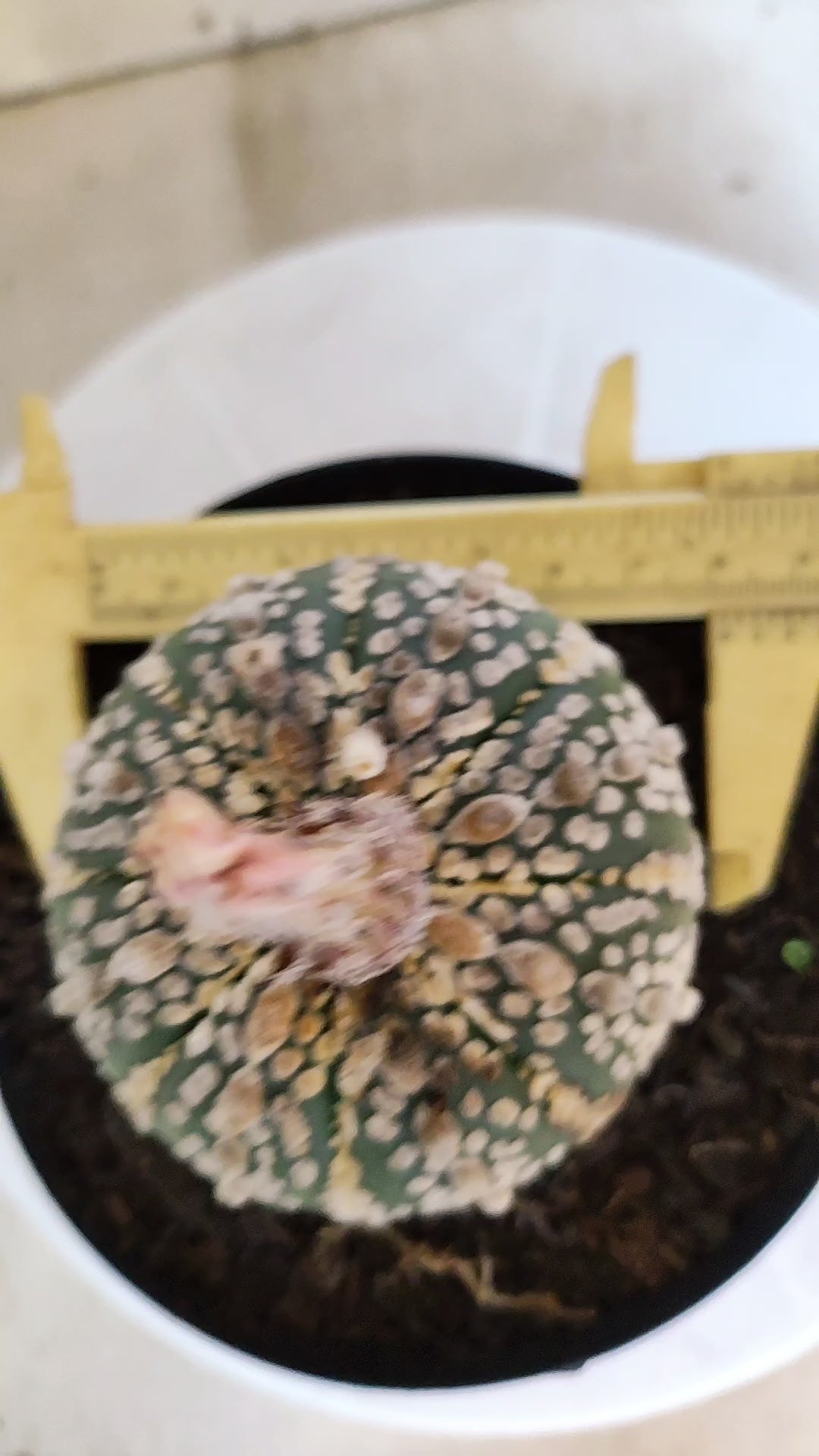 ASTROPHYTUM ASTERIAS SUPER KABUTO Nº 1311 – vaso 15