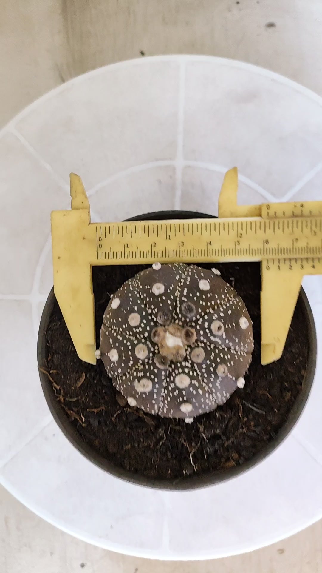ASTROPHYTUM ASTERIAS “Purple”  Nº 1196 – vaso 11