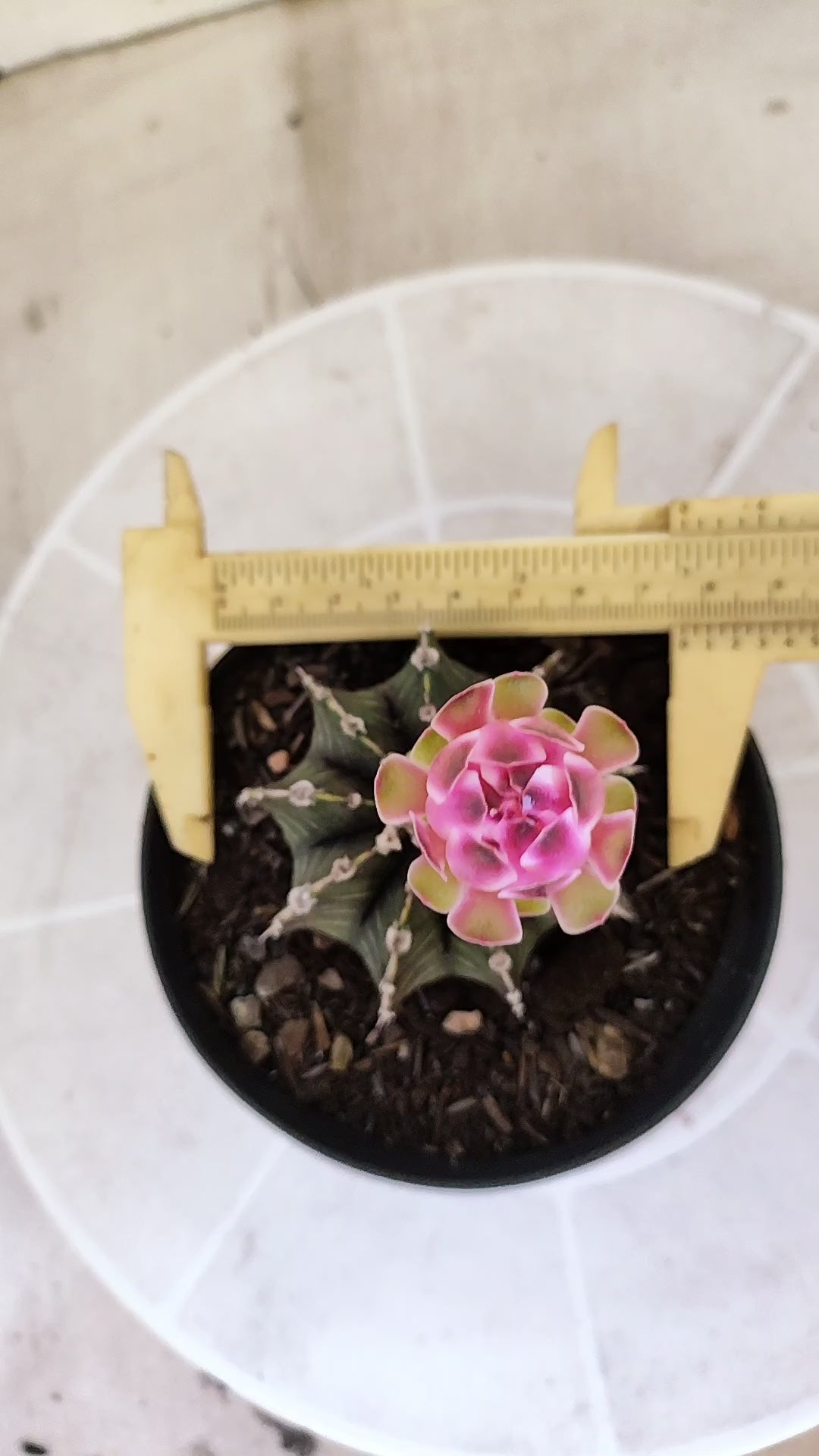 GYMNOCALYCIUM Friedrichii LB 2178 "Agua Dulce" - Nº 1226 – vaso 11
