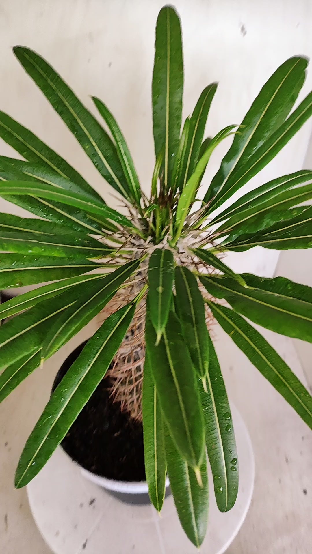 Pachypodium Lamerei "Palmeira de Madagascar" - Nº 100 - vaso 17