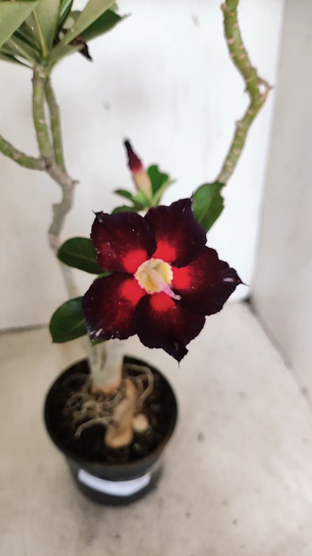 Planta Simples 3558 – 35cm – 03 anos