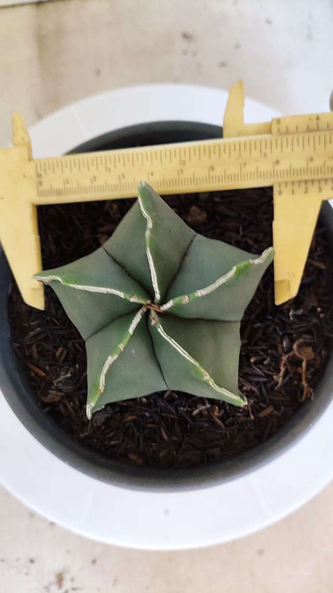 ASTROPHYTUM MYRIOSTIGMA Nº 1201 – vaso 15