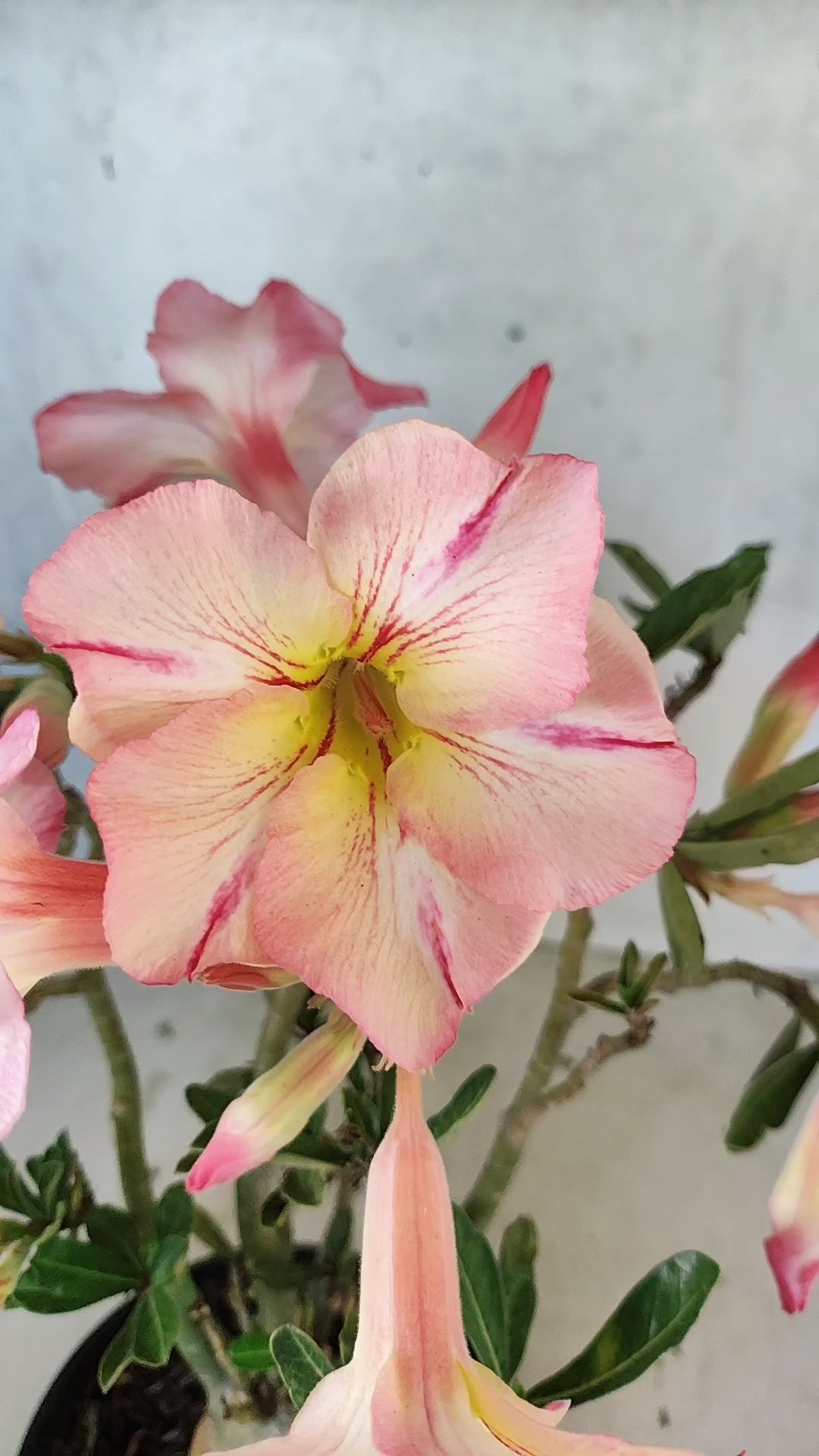 Planta Simples 3516 – 35cm – 03 anos