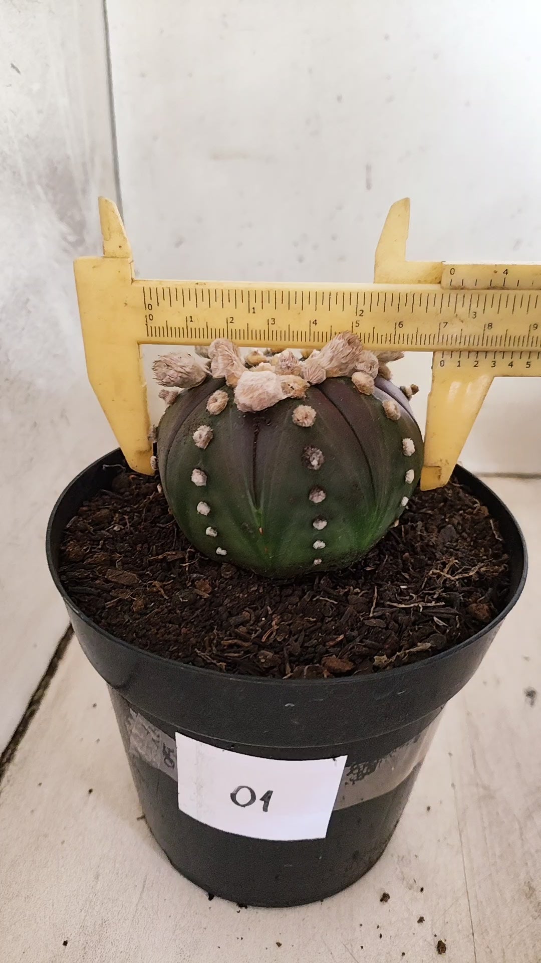 ASTROPHYTUM ASTERIAS “Purple”  Nº 1248 – vaso 09