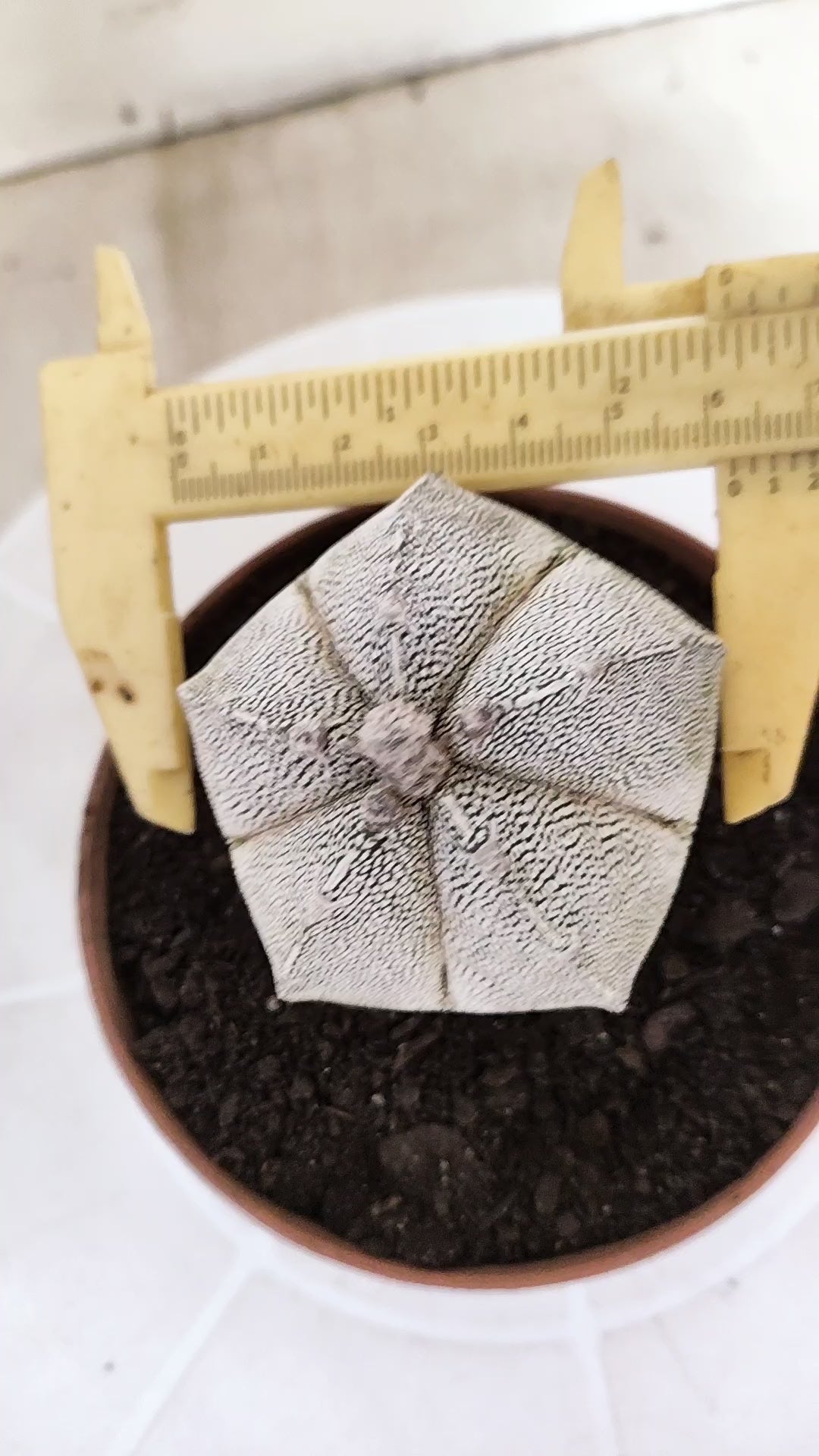 ASTROPHYTUM MYRIOSTIGMA Onzuka "Vtype"  Nº 24 – vaso 11