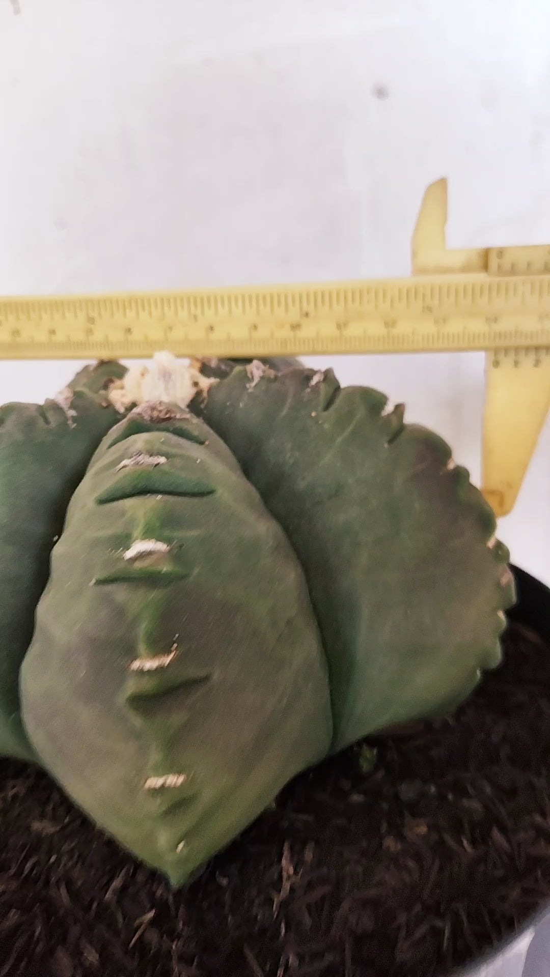 MATRIZ ASTROPHYTUM cv KIKKO Nº 602 – vaso 17