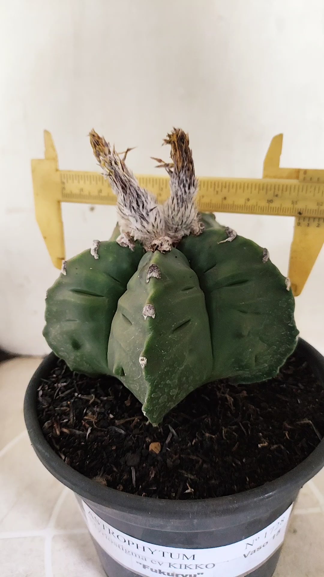 MATRIZ ASTROPHYTUM Myriostigma FUKURYU Nº 1727 – vaso 15