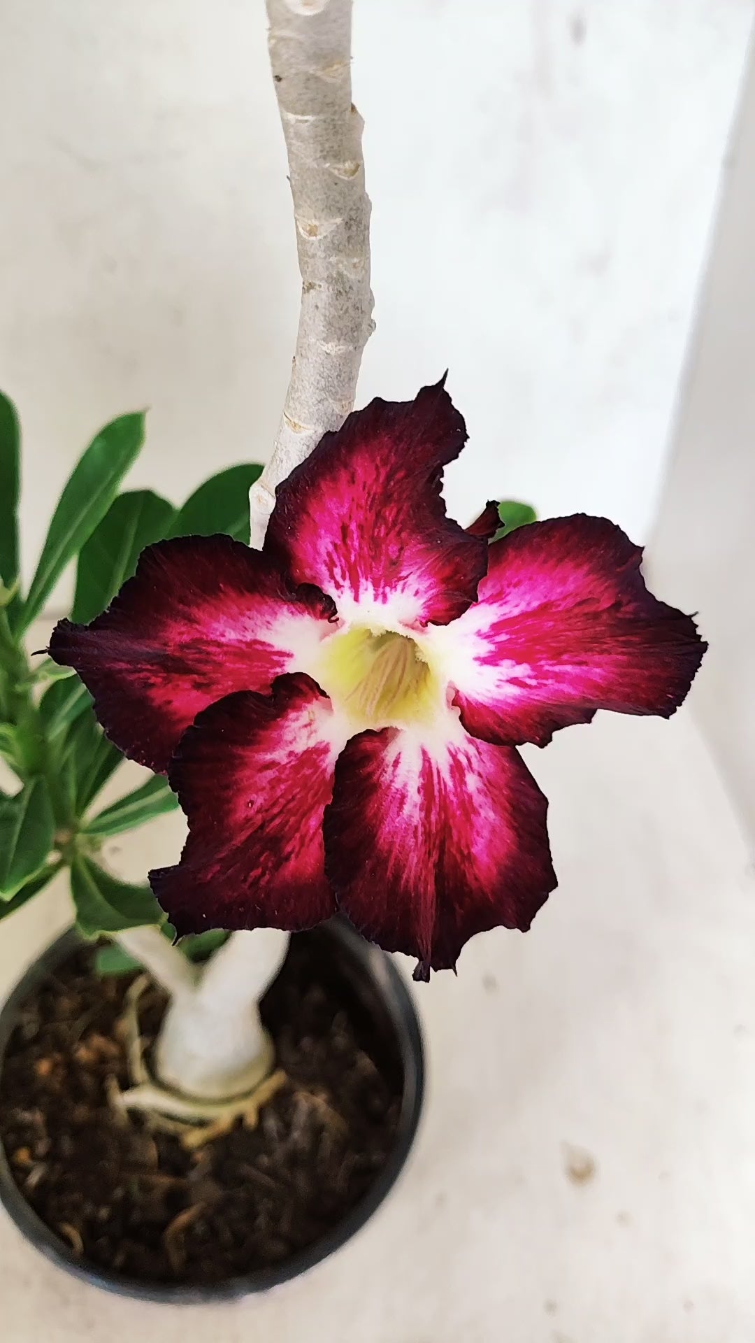 Planta Simples 3401 – 35cm – 03 anos