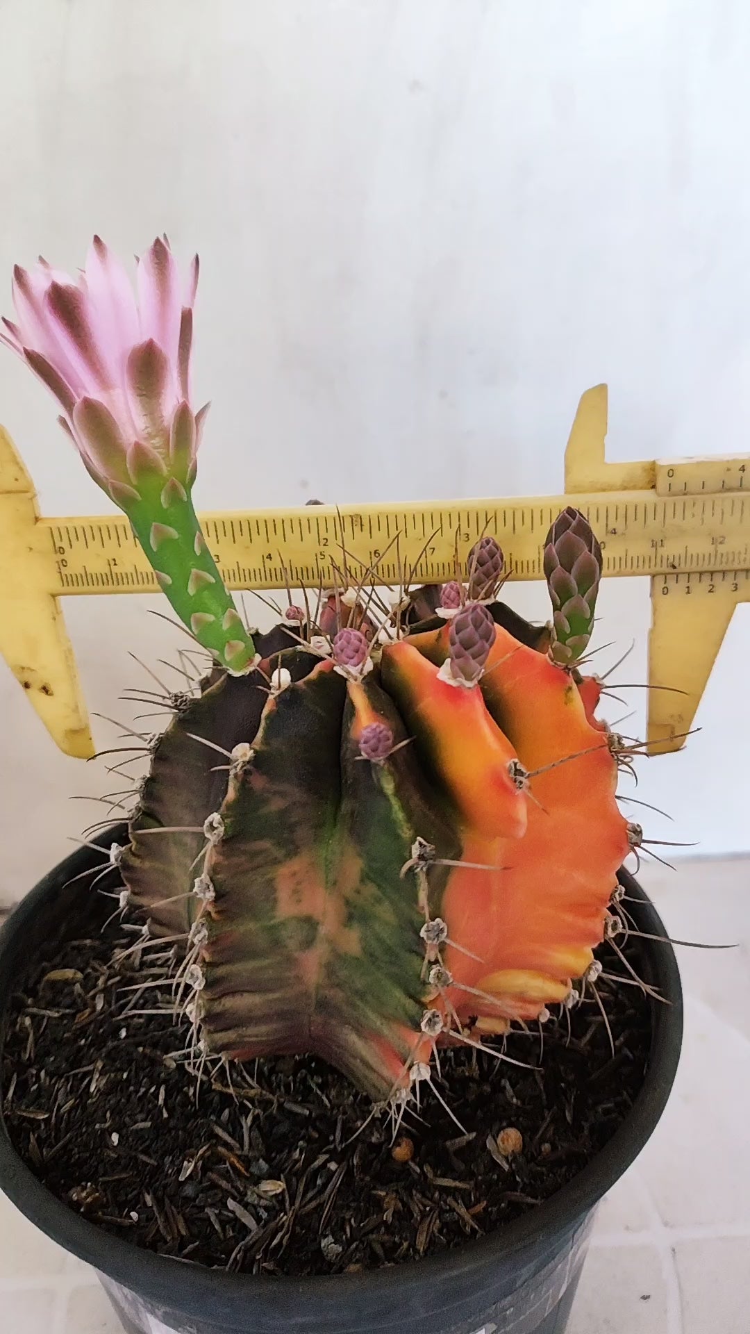GYMNOCALYCIUM Mihanovichii "Variegata - Akabana k" Nº 303 – vaso 15