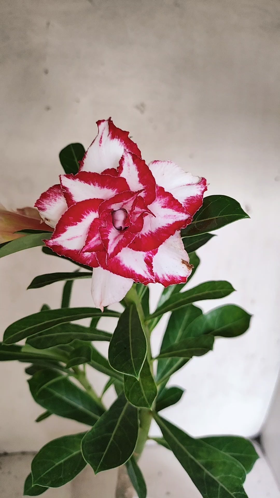 ENXERTO 12875 – 30cm (cor LM 797) iD: Ferrari