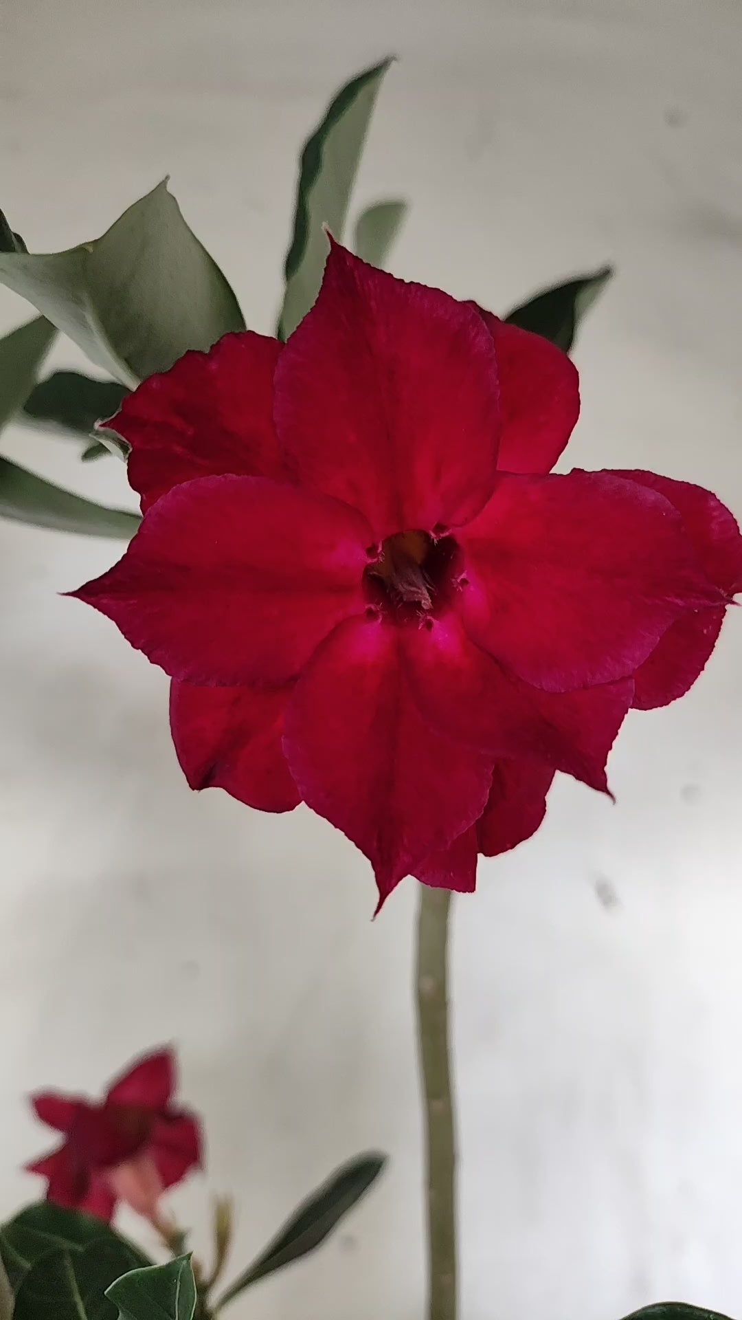 Planta Dobrada 4037 – 30cm – 02 anos - Vaso 15