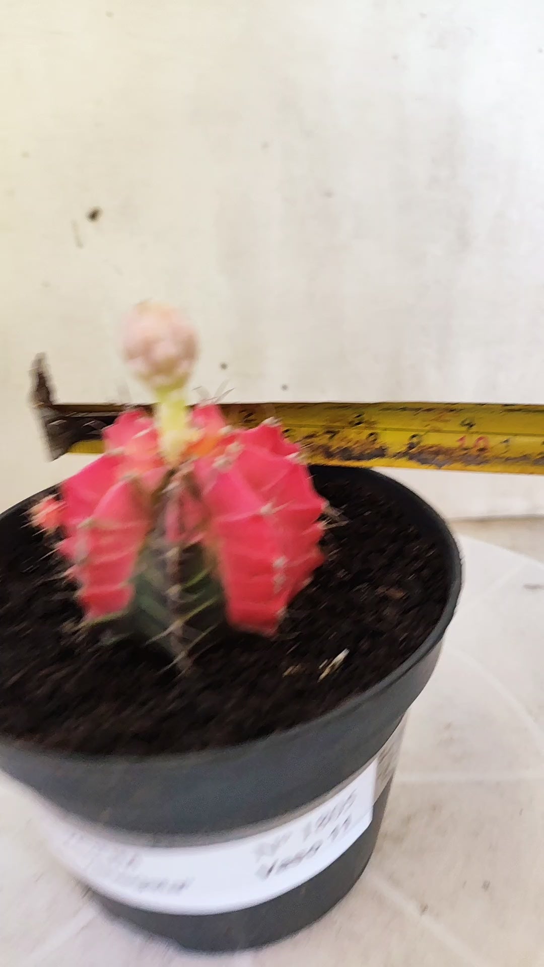 GYMNOCALYCIUM Mihanovichii Variegata Nº 1805 – vaso 11