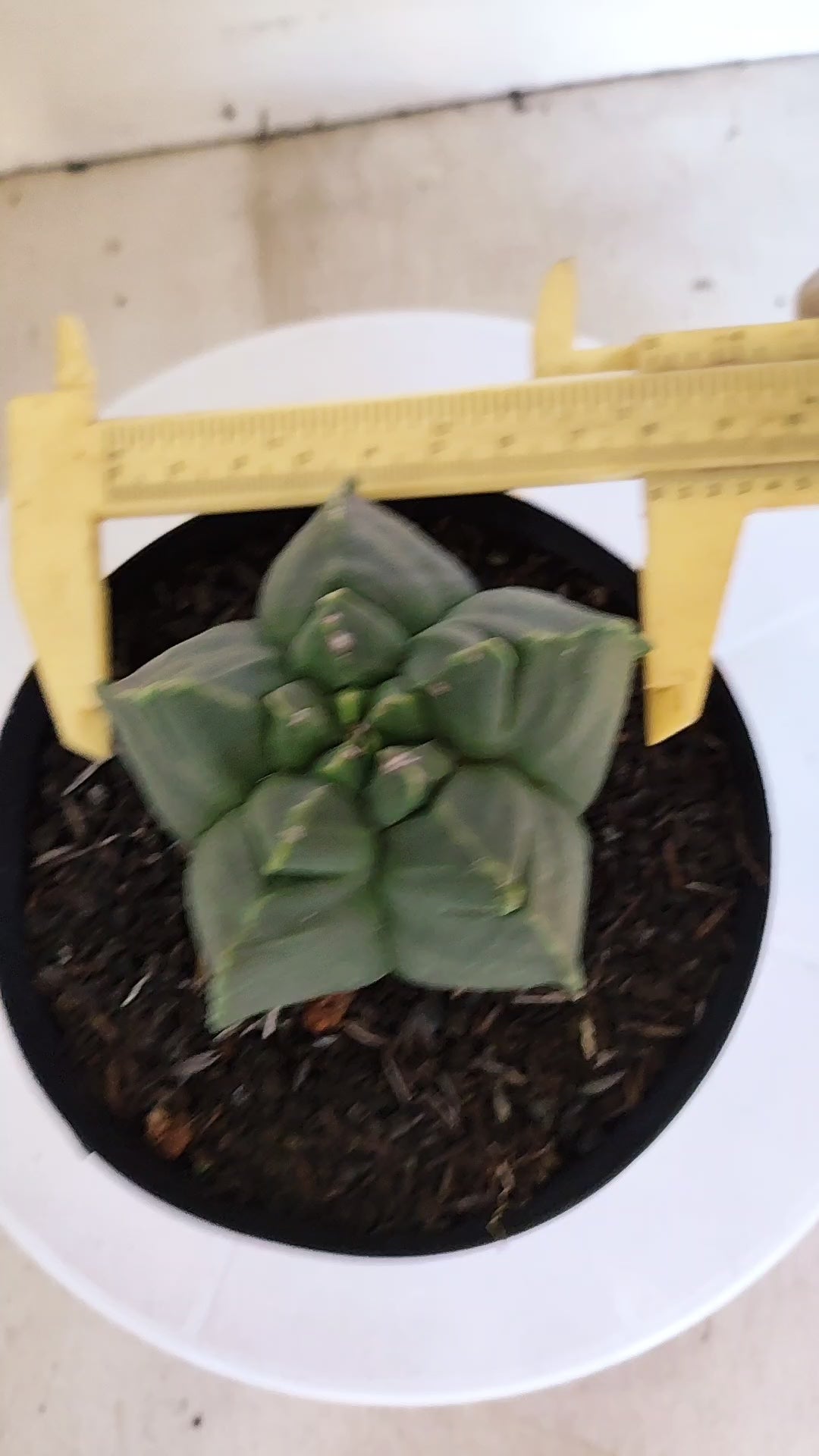 MATRIZ ASTROPHYTUM cv KIKKO "Nudum"  Nº 1230 – vaso 15