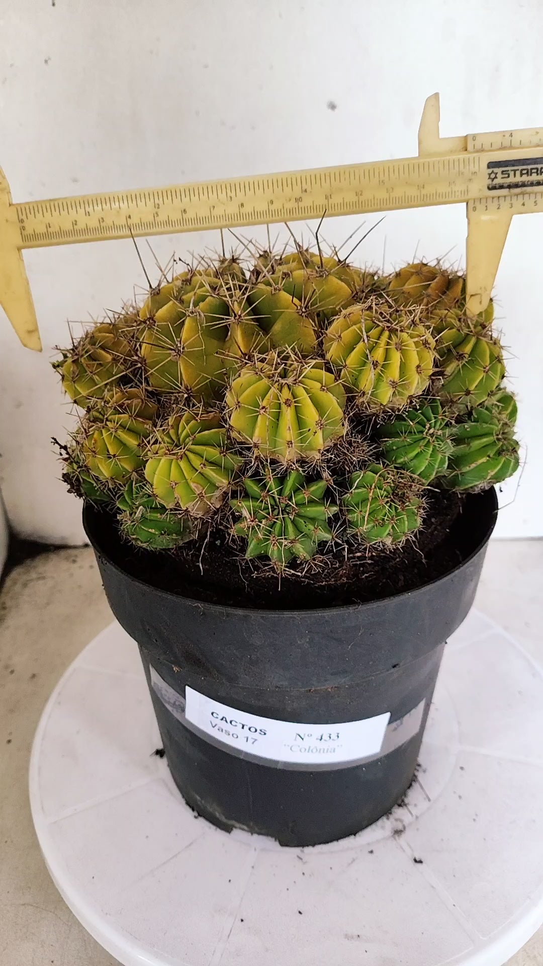 Cactos ECHINOCACTUS  "Colônia"  Nº 433 – vaso 17