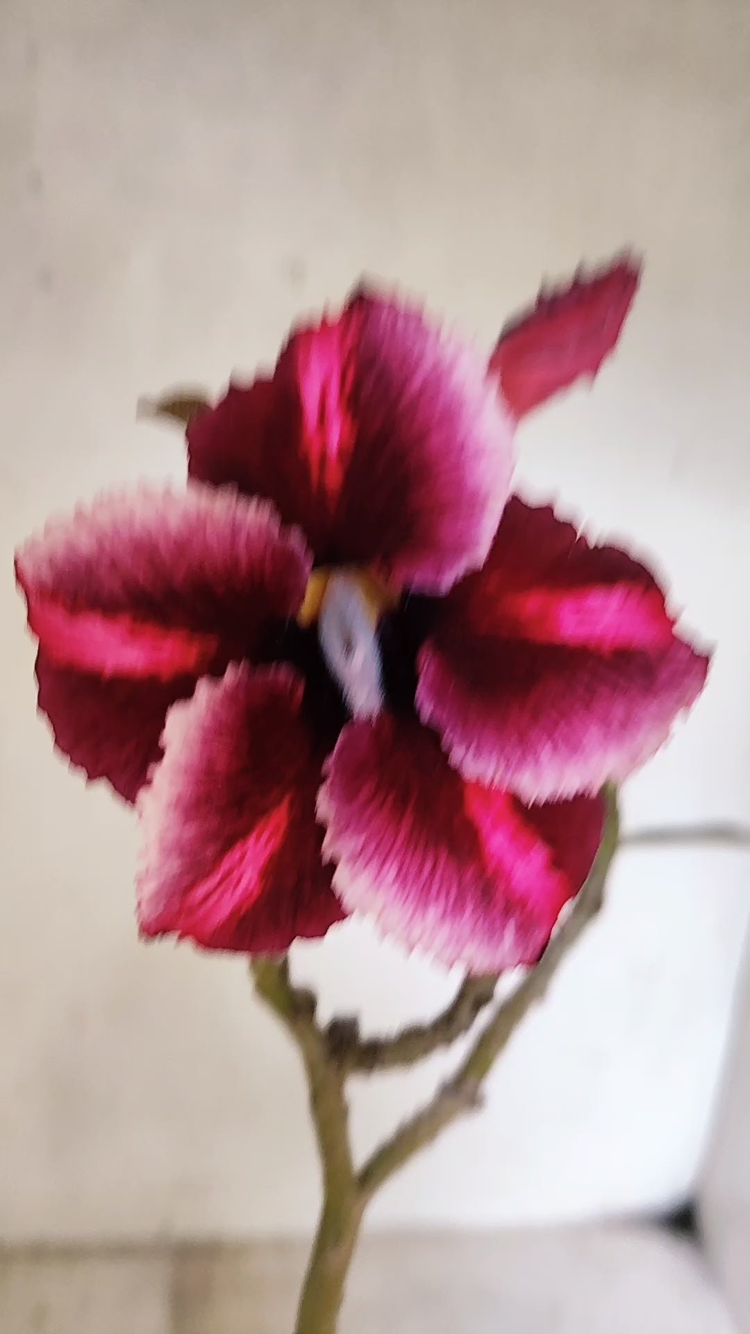 Planta Simples 3544 – 30cm – 02 anos