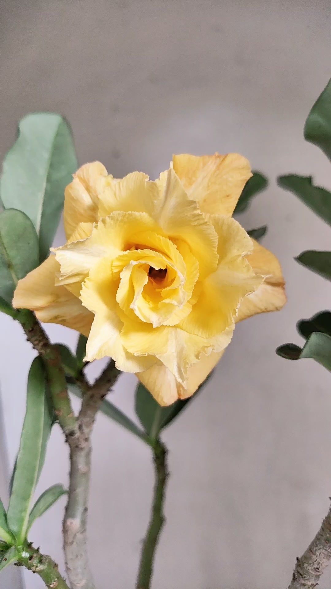 Planta Dobrada 4091 –  40cm – 03 anos - Vaso 17