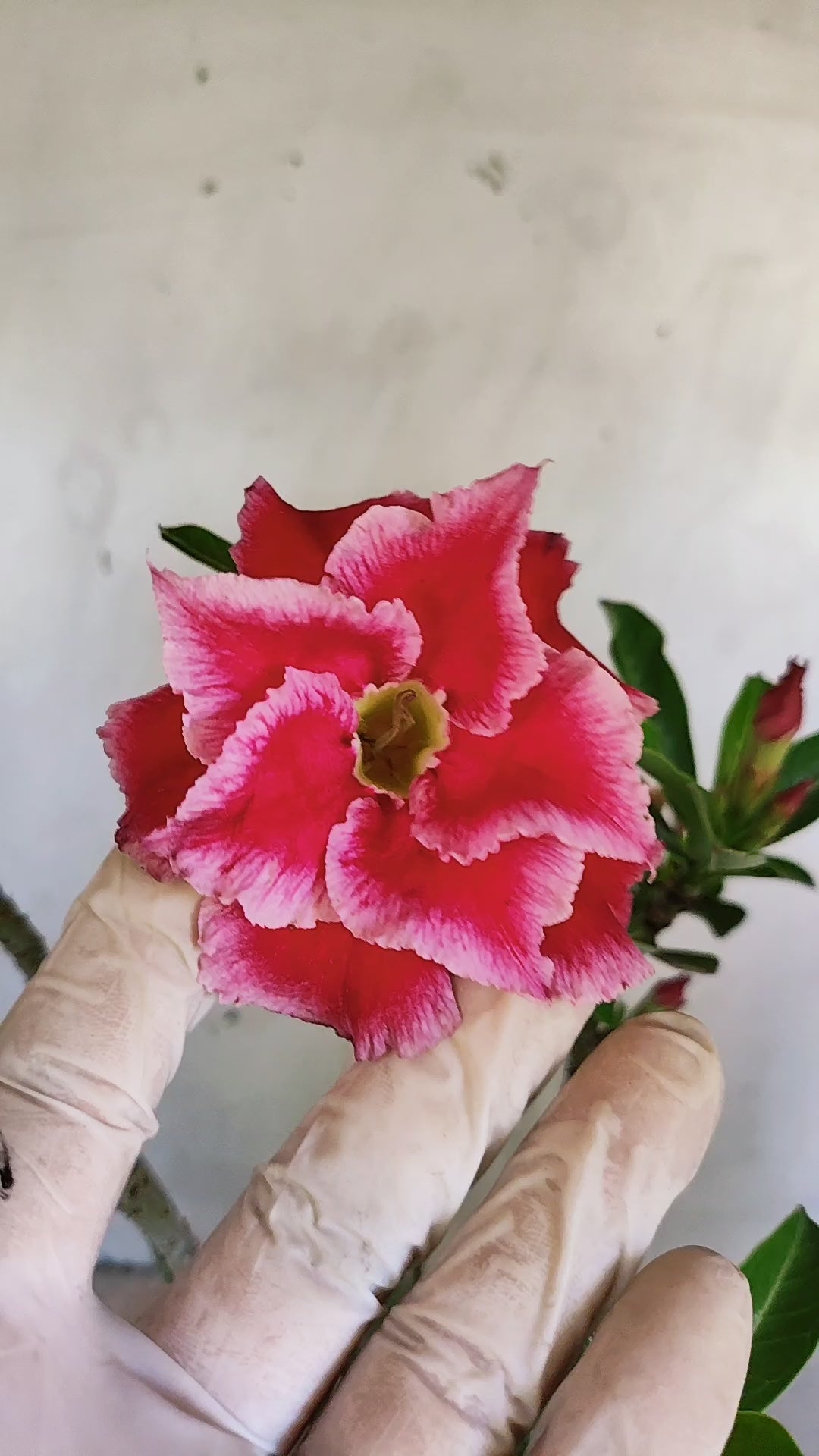 Planta Dobrada 4014 – 35cm – 03 anos - Vaso 15