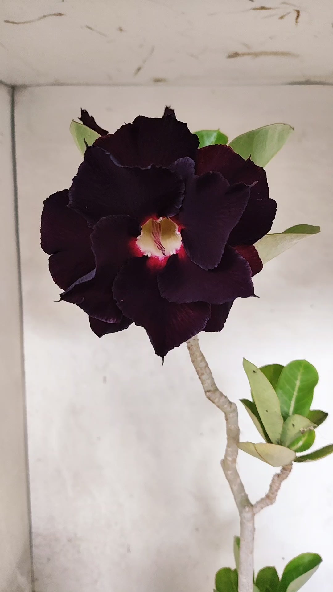 Planta Dobrada 3475 – 35cm – 03 anos