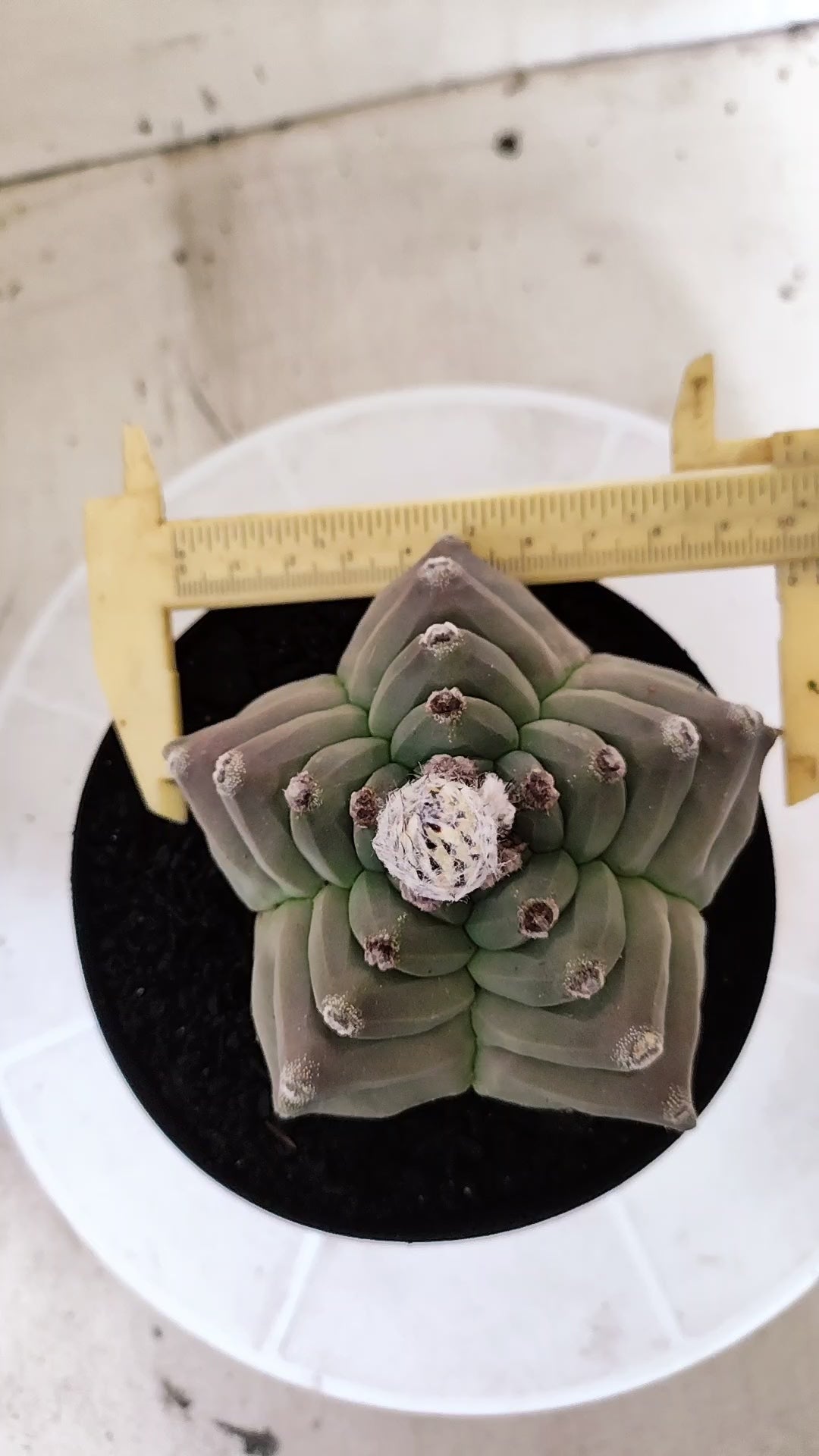 Matriz ASTROPHYTUM MYRIOSTIGMA cv KIKKO Nº 71 – vaso 15