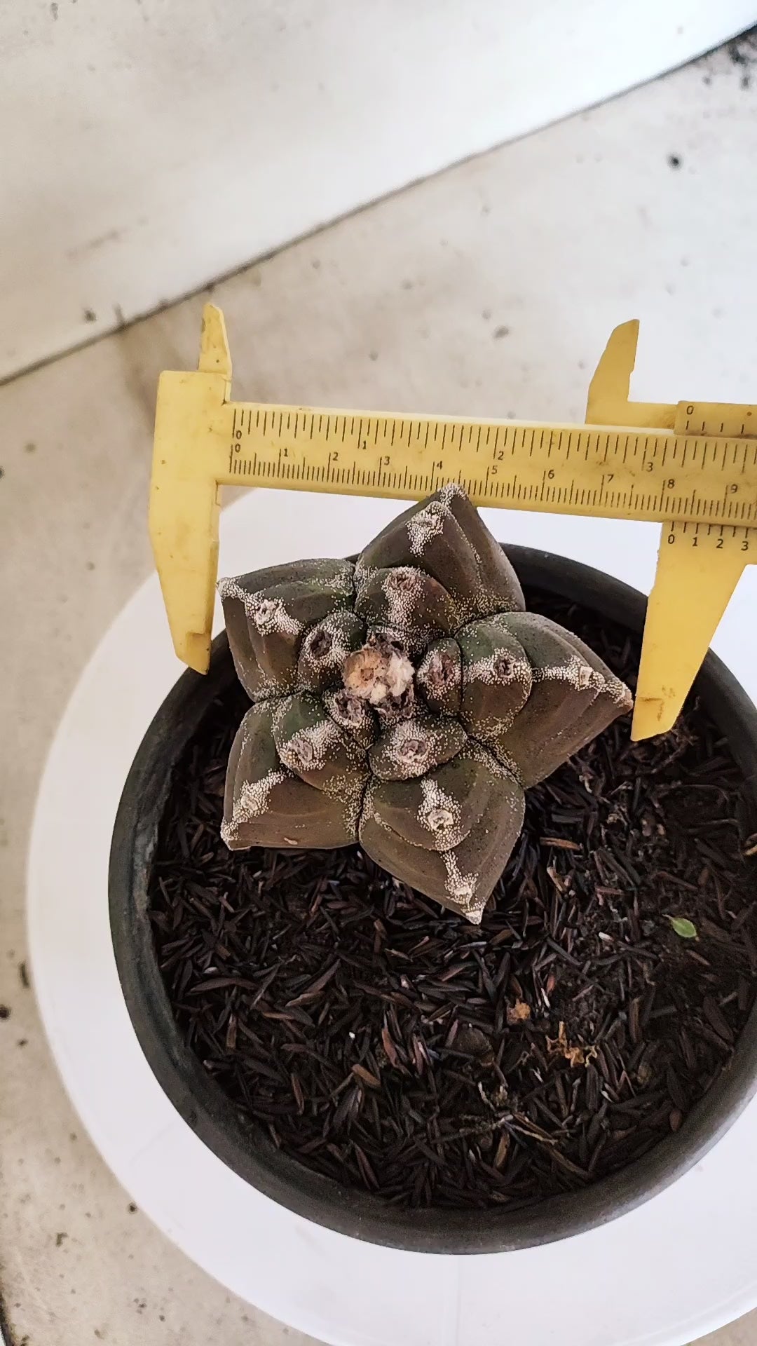 MATRIZ ASTROPHYTUM cv KIKKO  Nº 1174 – vaso 15
