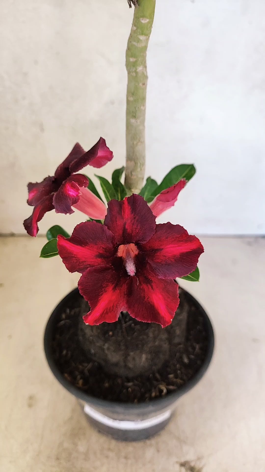 Planta Simples 3512 – 35cm – 03 anos