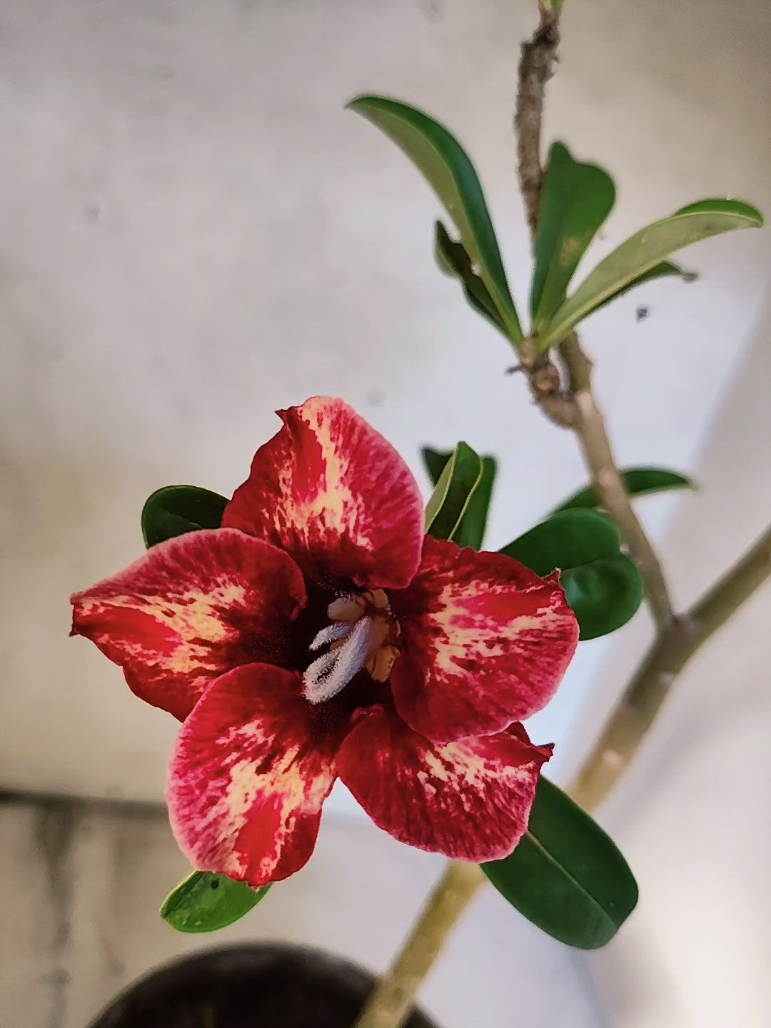 Planta Simples 3172 – 40cm – 03 anos