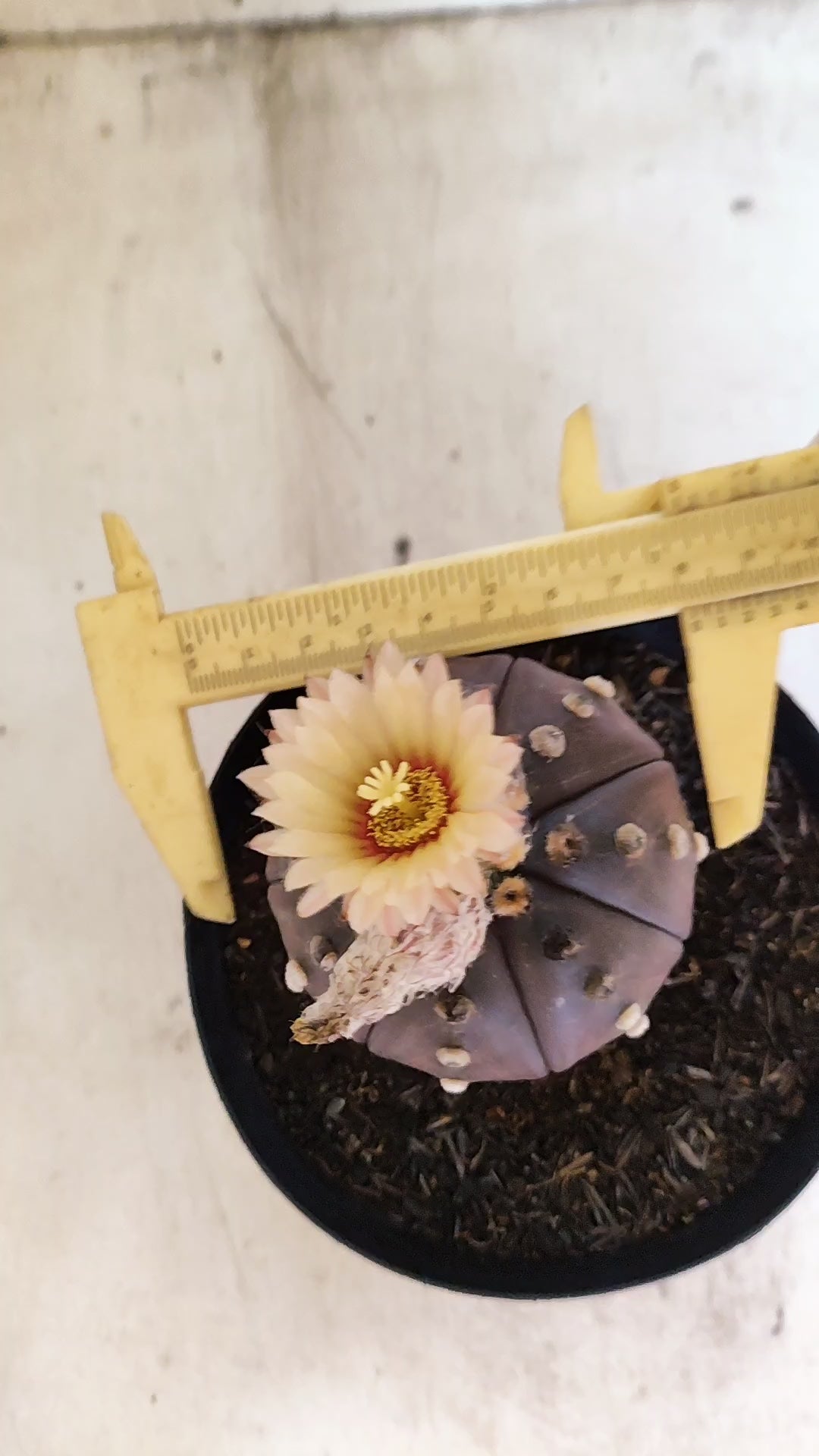 MATRIZ ASTROPHYTUM ASTERIAS “Purple”  Akabana  Nº 1044 – vaso 15