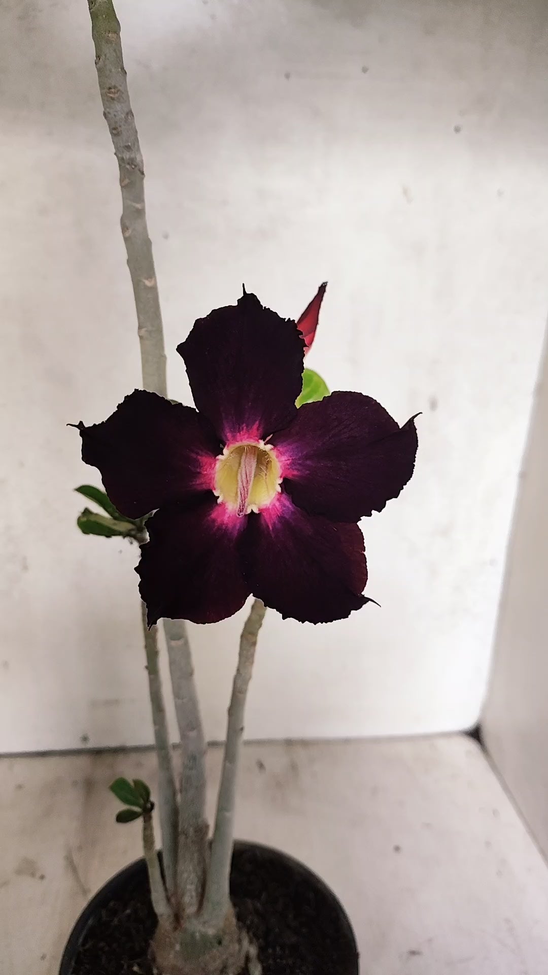 Planta Simples 3227 – 35cm – 03 anos